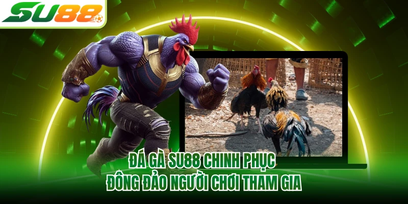 Đá gà SU88 chinh phục đông đảo người chơi tham gia